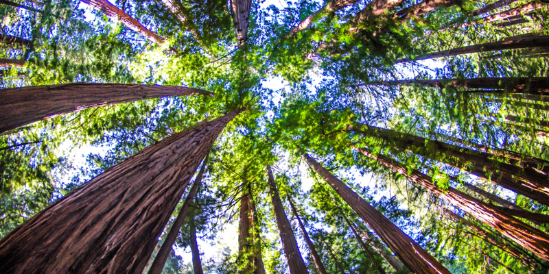 Looking up at the redwood trees at Muir Woods in San Francisco.