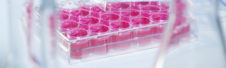 Cell culture medium-Multi-well plate containing cell culture medium (Dulbecco's Modified Eagle's medium