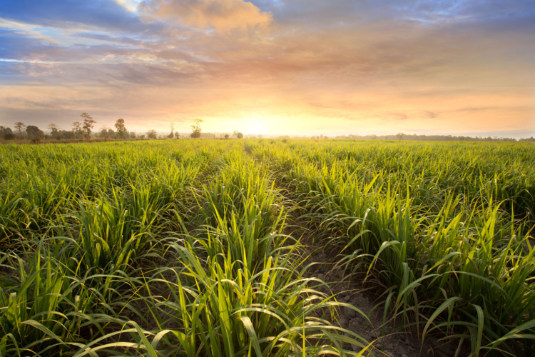 Sugarcane field at sunset