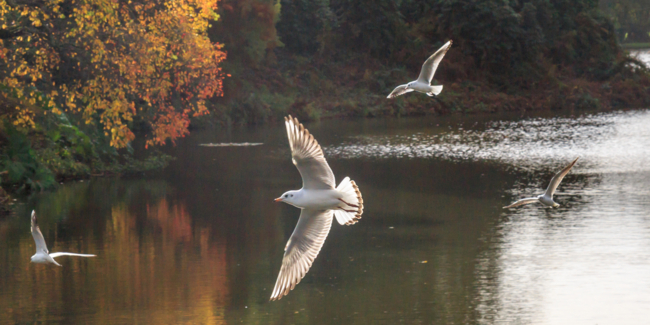 A photograph of birds with their wings spread, flying over a lake, with autumnal trees on the lake edge.