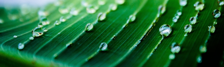 A green leaf coverd with water drops in a summer day
