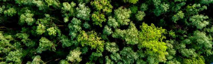 Aerial view of a lush green forest or woodland looking down on the tree tops in a full frame view